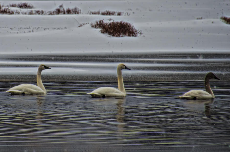 Tundra Swan Family in the Snow Photograph by Beth Venner