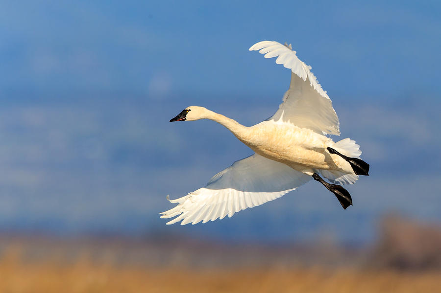 Tundra Swan Landing Photograph by Leslie Morris - Fine Art America