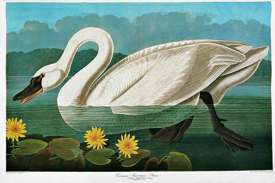 Tundra Swan Photograph by Natural History Museum, London/science Photo Library