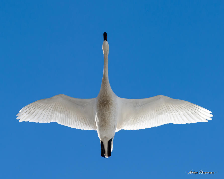 Tundra Swan Overhead Photograph by Avian Resources