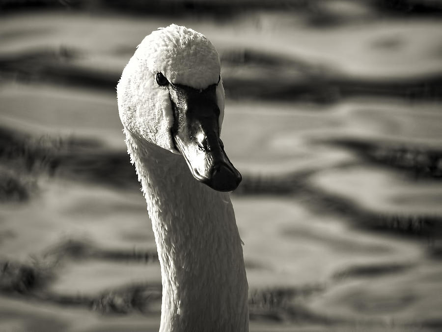 Tundra Swan Photograph by Thomas Young