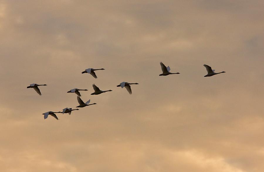 Tundra Swans Photograph by Bob Gibbons/science Photo Library