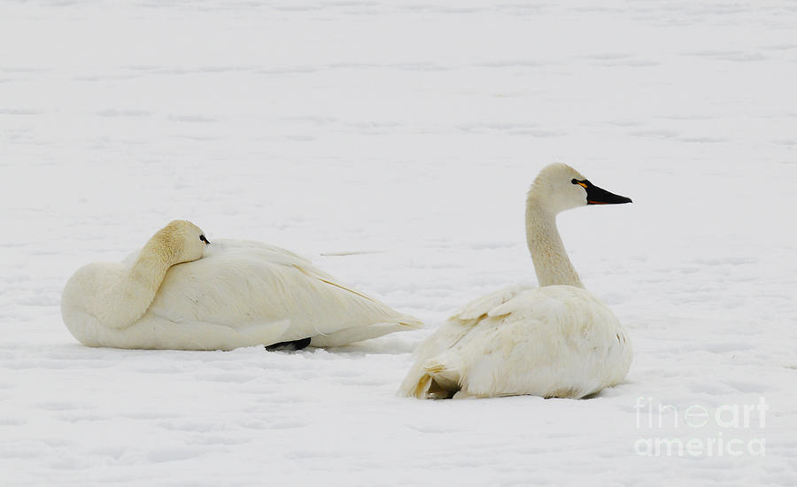 Tundra Swans Photograph