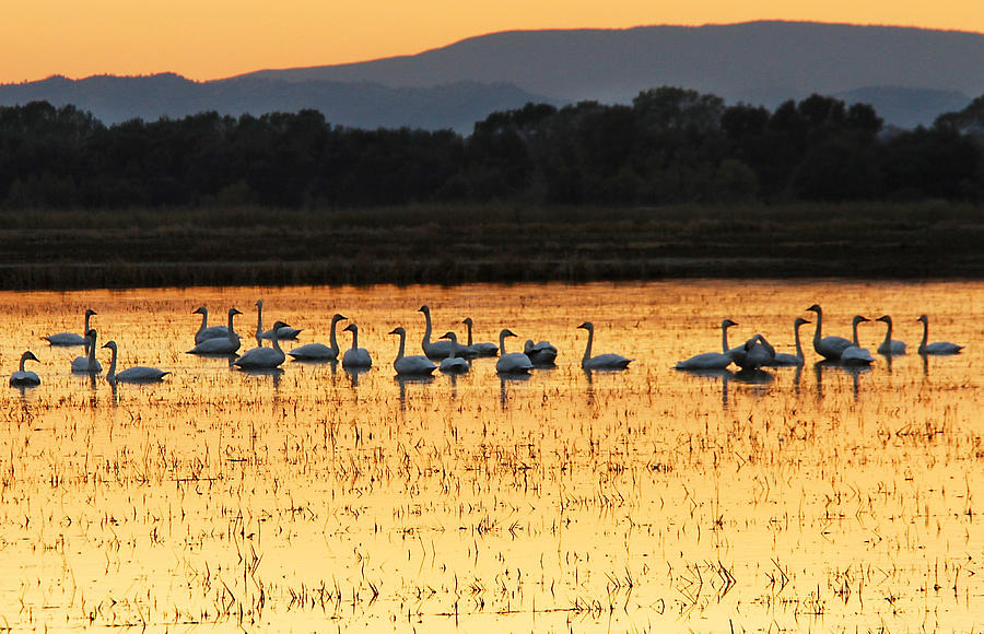 Tundra Swans in a Rice Field Photograph by Robert Woodward