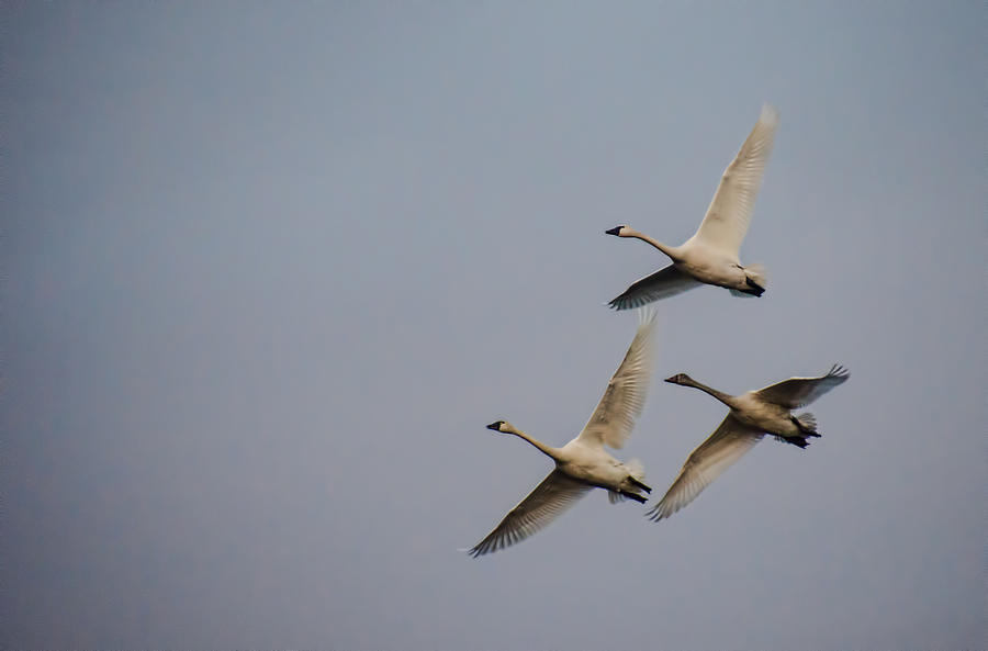 Tundra Swans in Flight Photograph by Beth Venner