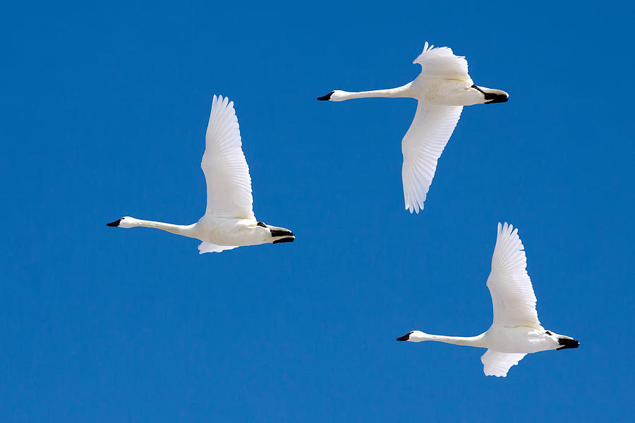 Tundra Swans in Flight Photograph by Delmas Lehman - Fine Art America