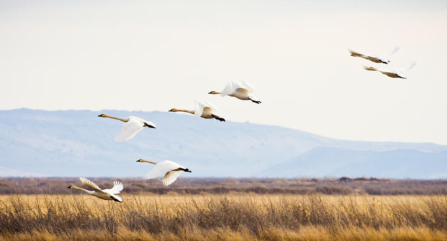 Bird Photograph - Tundra Swans In Flight by Priya Ghose