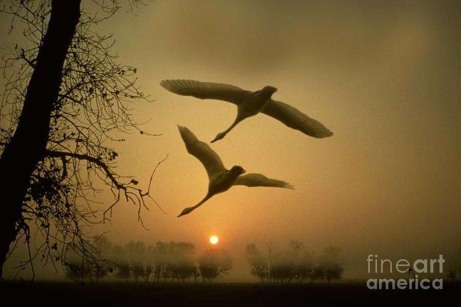 Tundra Swans In Flight Photograph by Ron Sanford