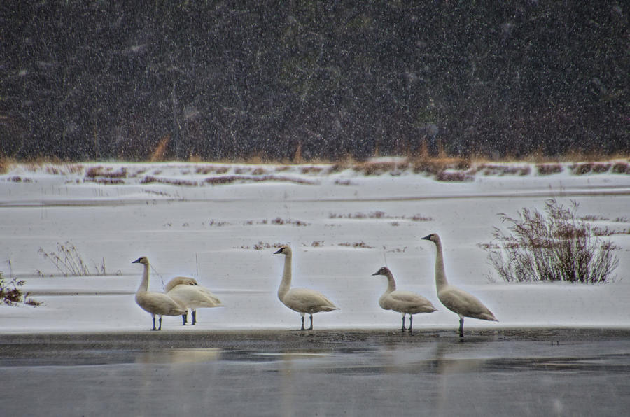 Tundra Swans in the Snow Photograph by Beth Venner