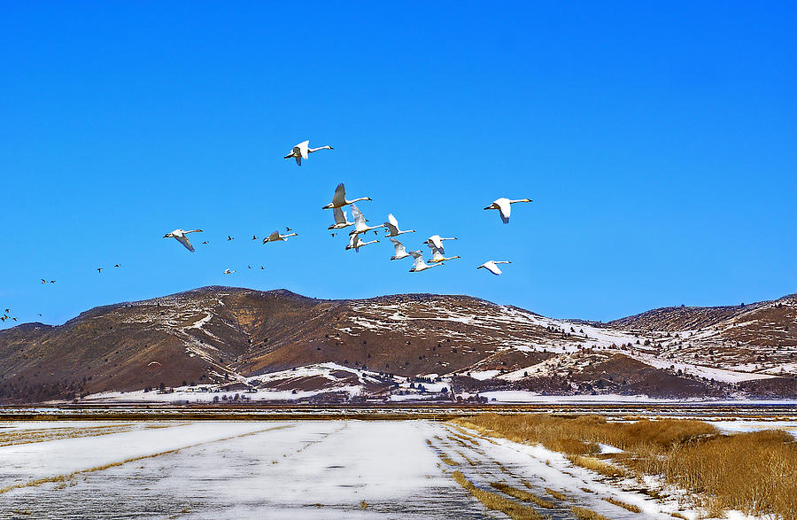 Tundra Swans Take Flight  Photograph by Abram House