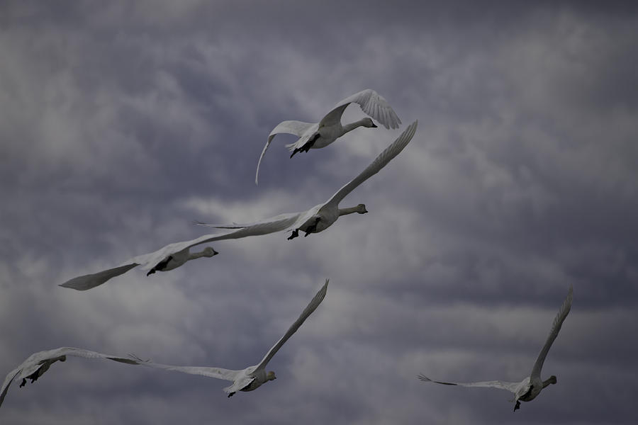 Tundra Swans Taking Flight 1 Photograph by Thomas Young
