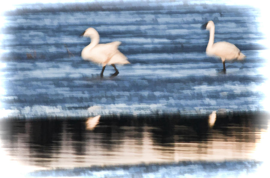 Tundra Swans Walking on Ice Photograph by Beth Venner