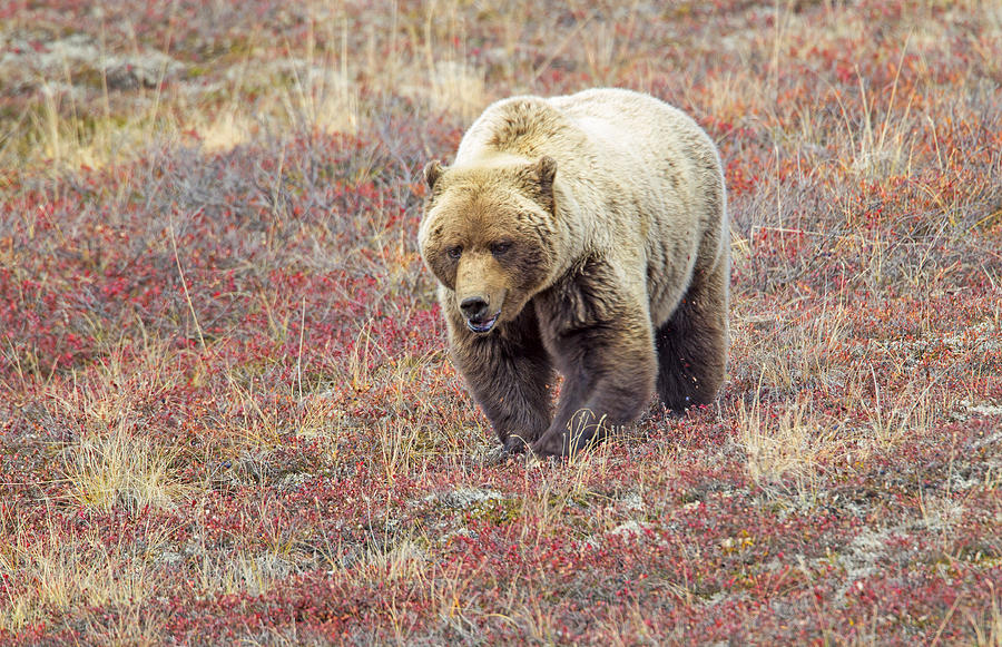 Nature Photograph - Tundra Warrior by Doug Lloyd