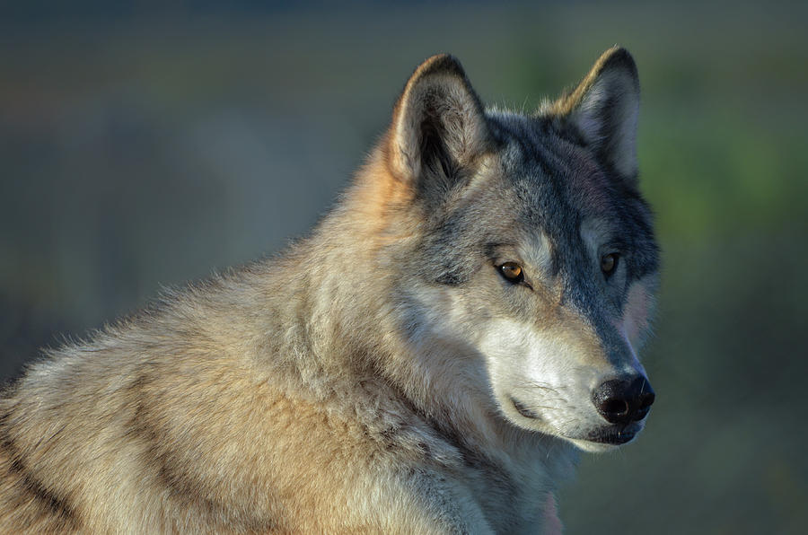 Tundra Wolf Photograph by Evelyn Harrison