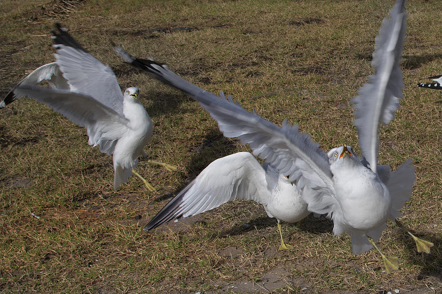 Seagull Photograph - Tuned by Betsy Knapp