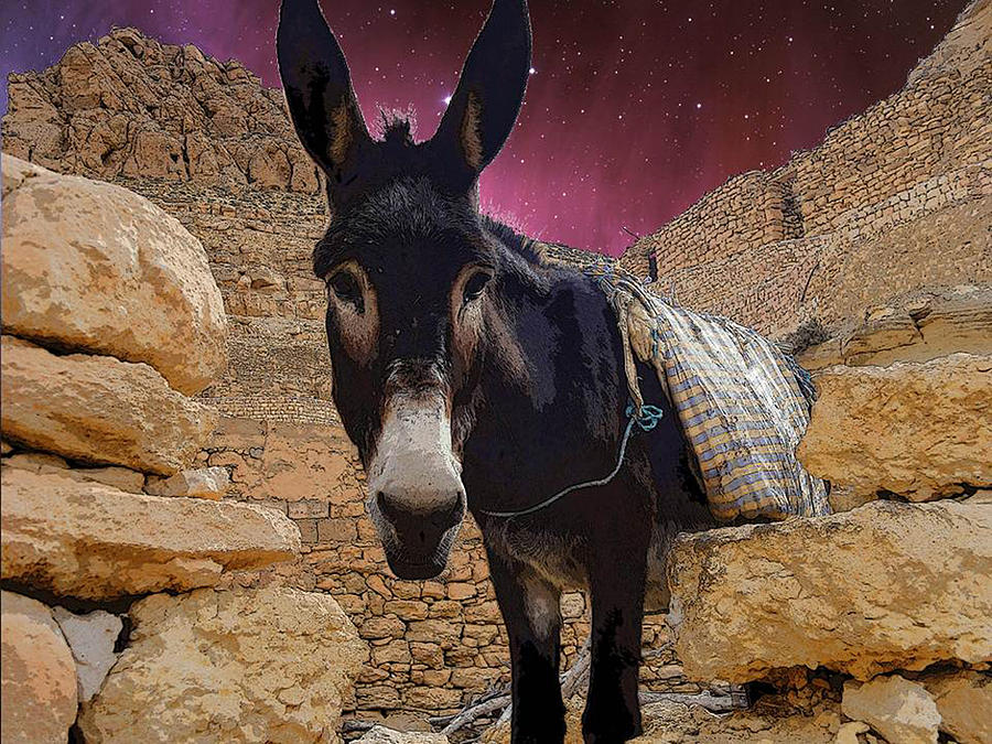 Donkey Digital Art - Tunesian Burro by Donna Lee Young