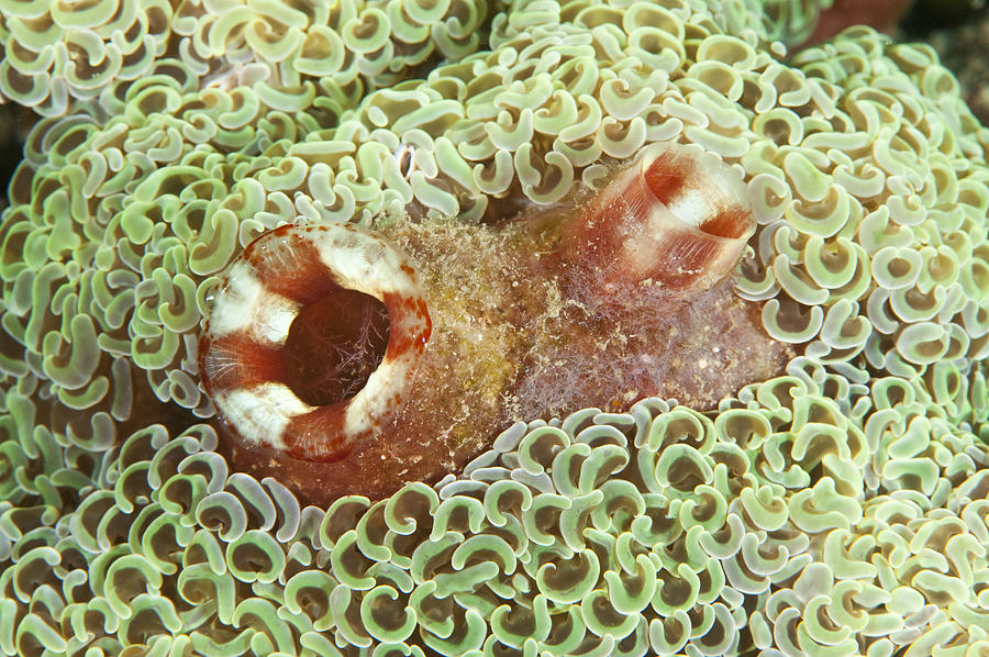 Tunicate In Coral Photograph by Andrew J. Martinez