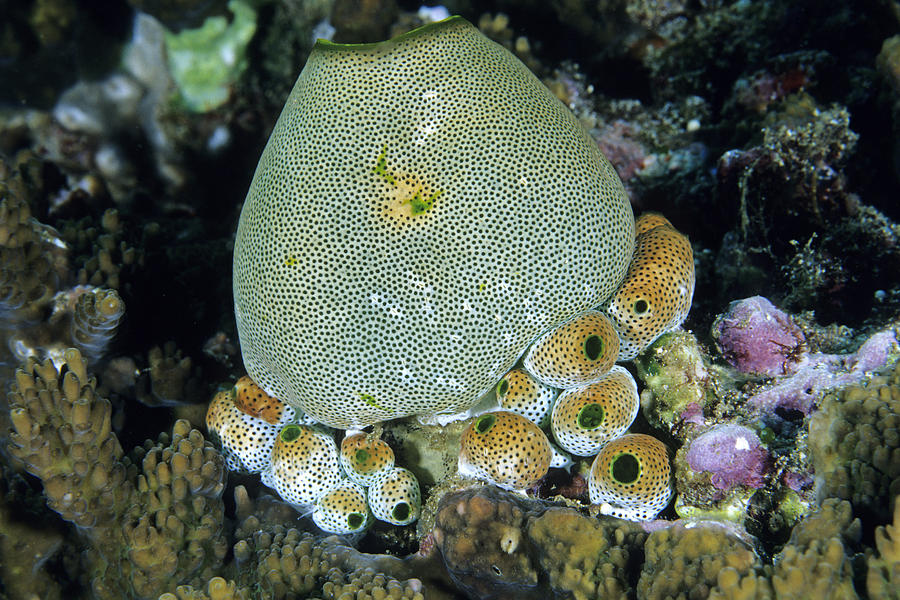 Tunicates Photograph by Andrew J Martinez