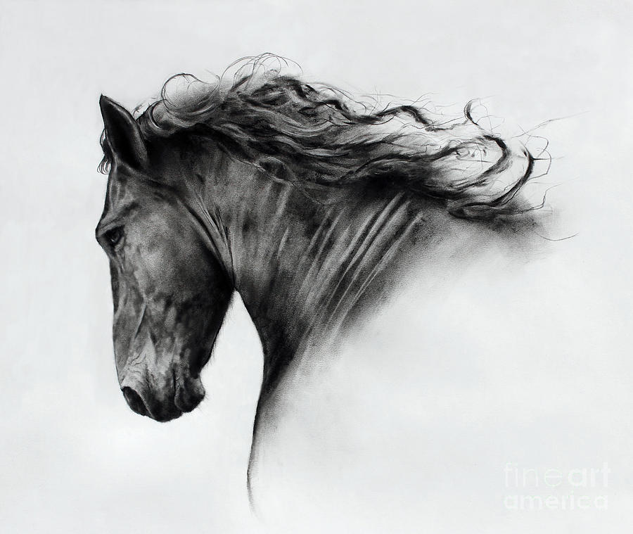 Horse Painting - Tunis in Charcoal by Caroline Collinson