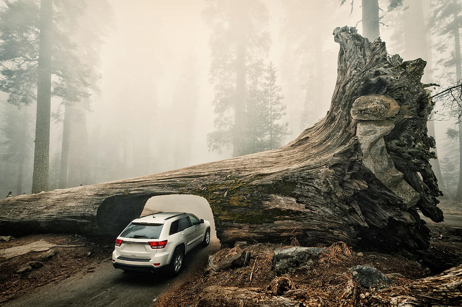 Sequoia National Park Photograph - Tunnel Log, Sequoia National Park, Usa by © Allard Schager