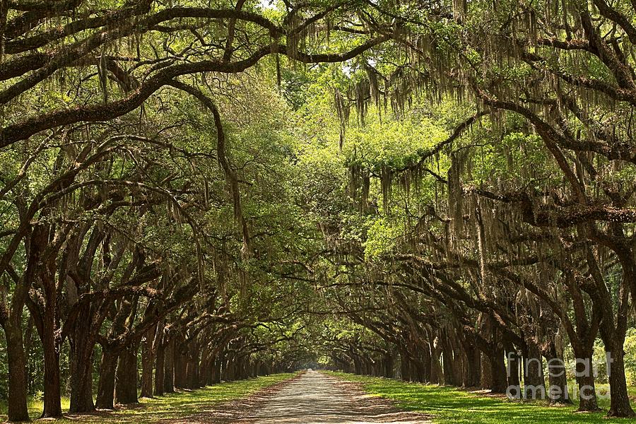 Tunnel Of The Oaks Photograph by Adam Jewell