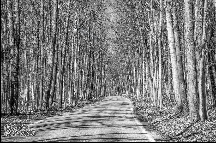 Tunnel of Trees Black and White Photograph by LeeAnn McLaneGoetz McLaneGoetzStudioLLCcom