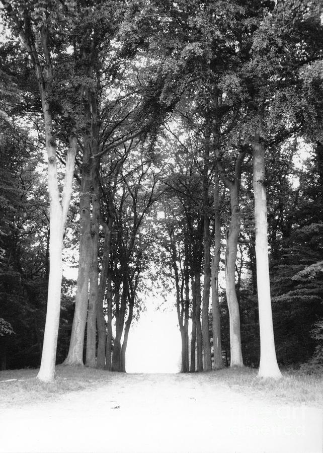 Tunnel of Trees Photograph by Christine Jepsen