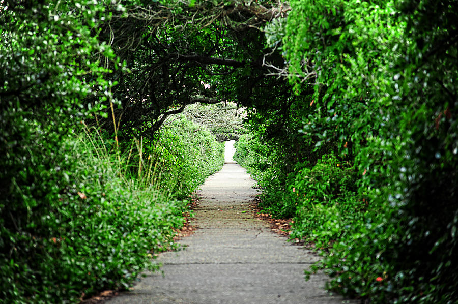 Tunnel of trees Photograph by Kelley Nelson