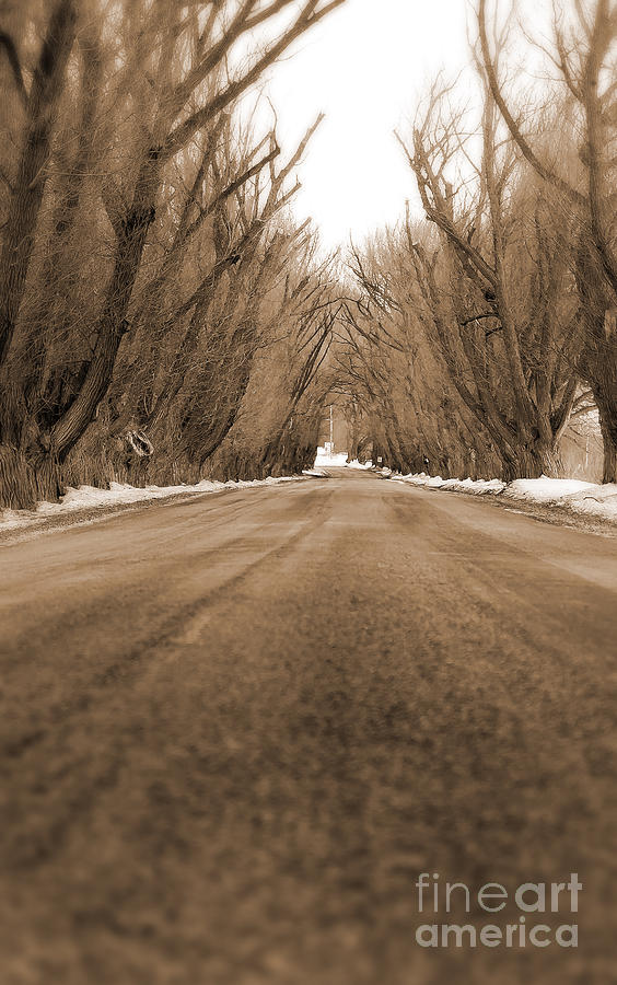 Tunnel of Trees Photograph by Randall Cogle