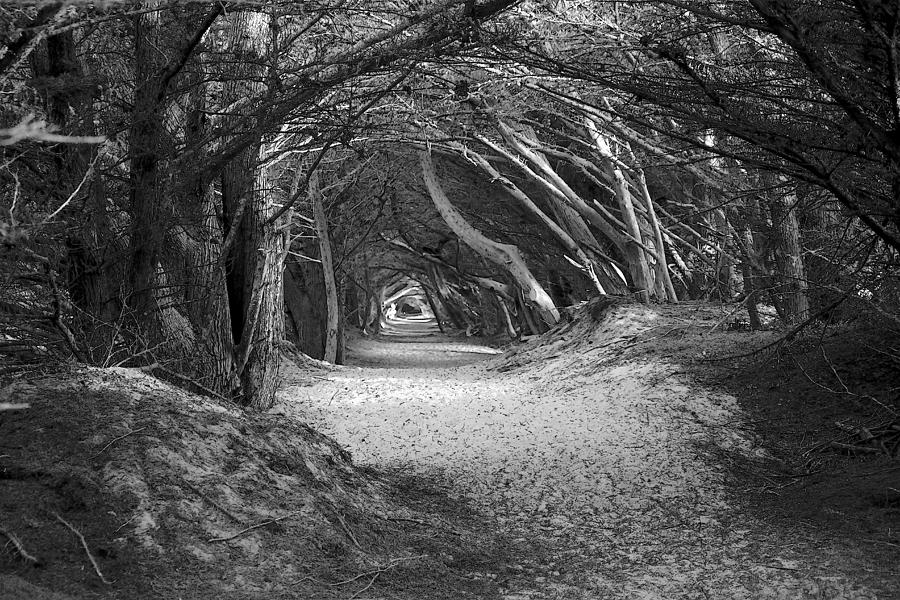 Landscape Photograph - Tunnel To The Dunes In Black by Douglas Miller