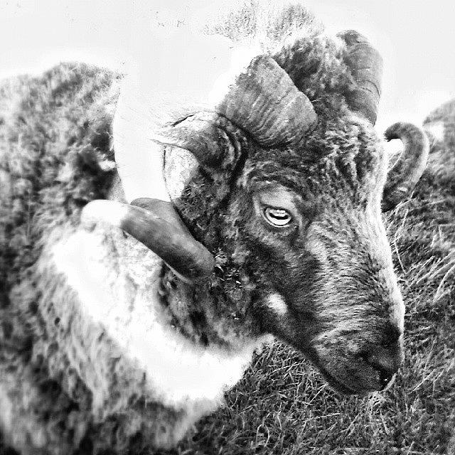 Sheep Photograph - #tup #sheep #blacknwhite #shitland by Jen Mac