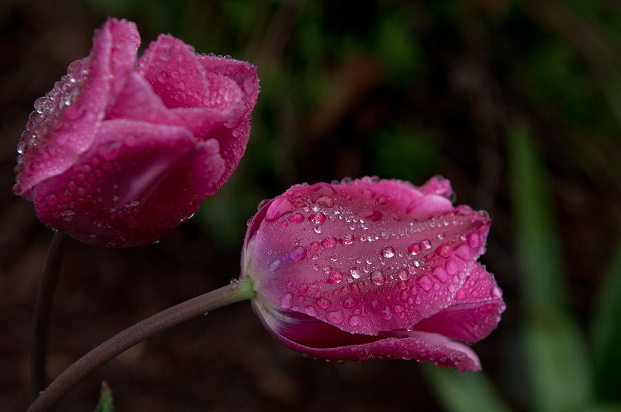 Tulips In The Rain Photograph by Carol Conkling - Fine Art America