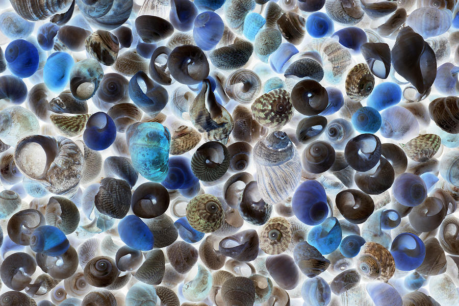 Turbinate Monodont Shells Photograph by Duncan Usher