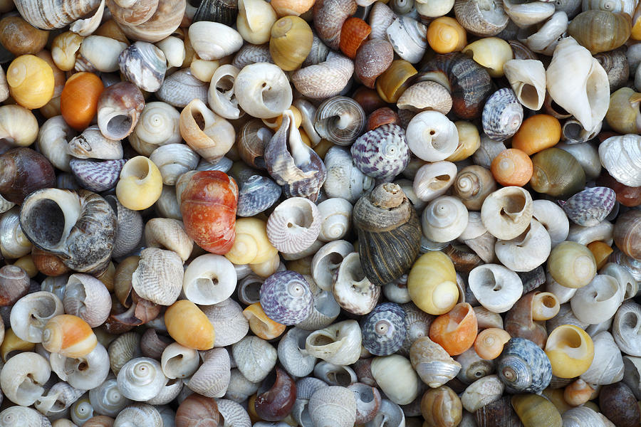 Turbinate Monodont Shells Spain Photograph by Duncan Usher