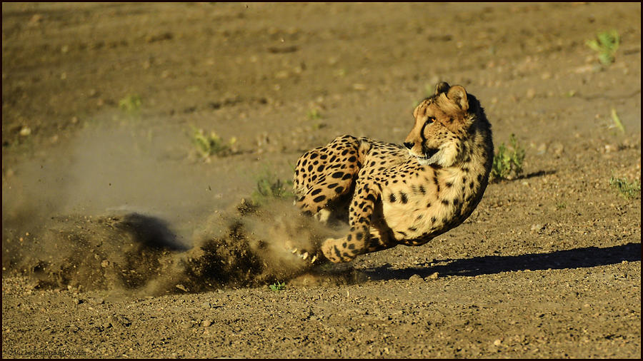 Turbo Cheetah  Photograph by LeeAnn McLaneGoetz McLaneGoetzStudioLLCcom