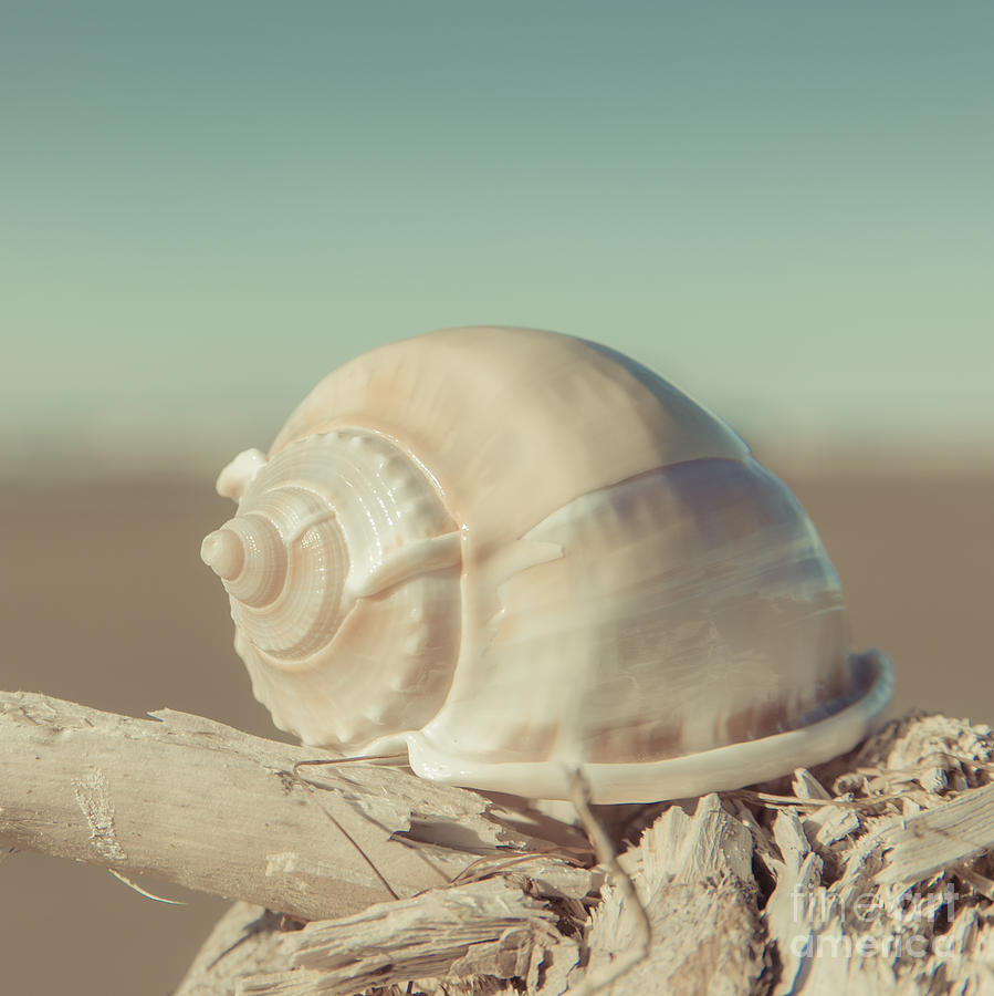 Turbo Seashell Photograph by Lucid Mood