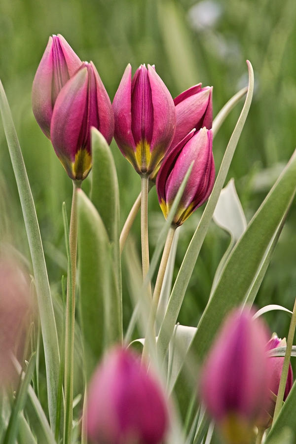 Turkestan Tulips X Photograph by Theo OConnor
