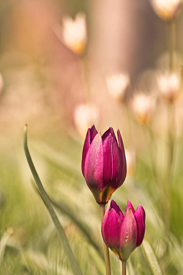 Turkestan Tulips Xl Photograph by Theo OConnor
