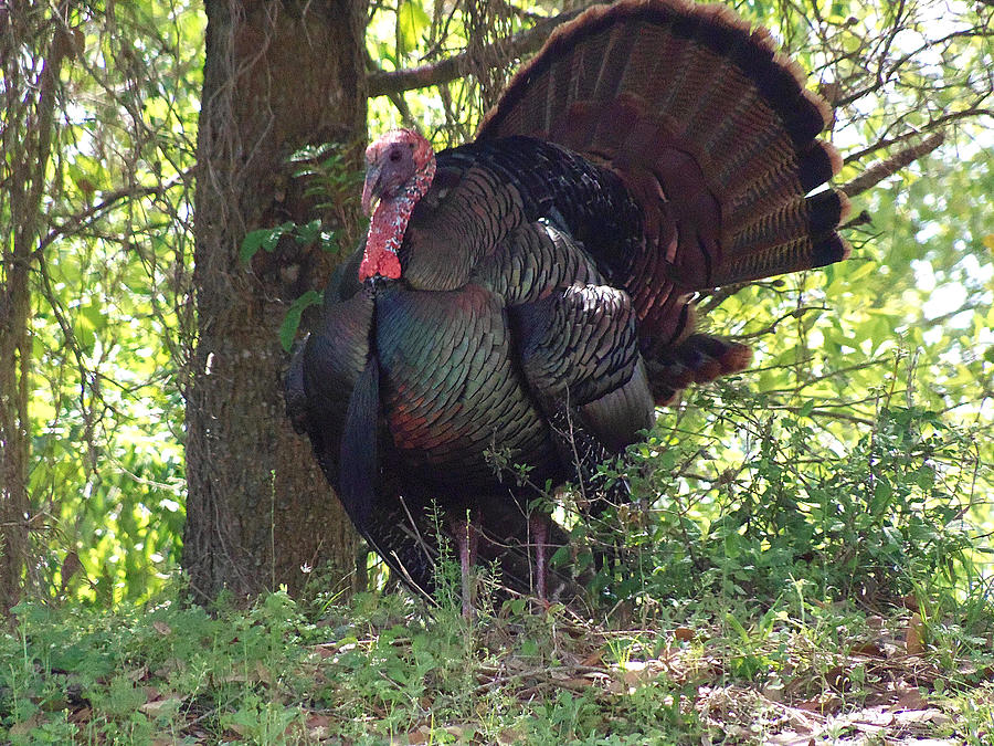 Turkey 001 Photograph by Christopher Mercer