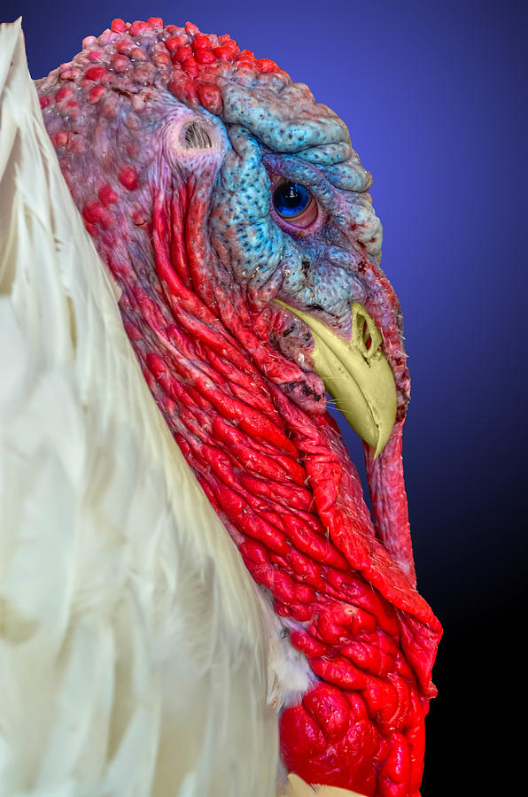 Turkey 2 Photograph by Brian Stevens