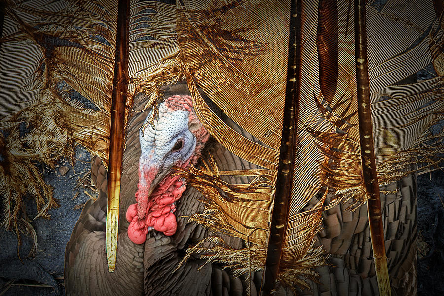 Turkey and Feathers Photograph by Randall Nyhof