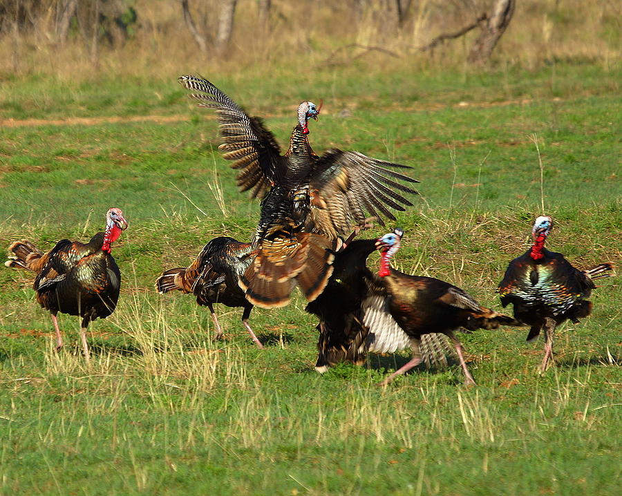 Turkey Battle Photograph by Jeff Waugh - Fine Art America