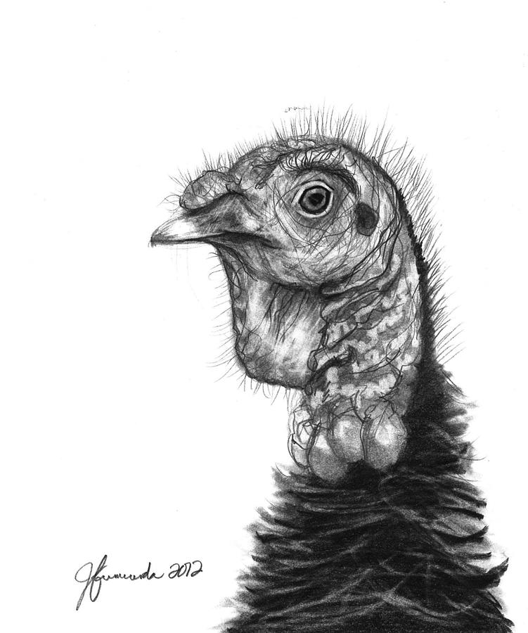 Turkey Bird Drawing by J Ferwerda