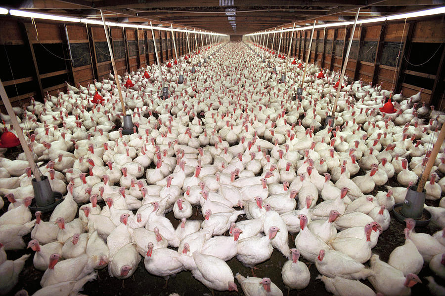 Turkey Breeding Farm Photograph by Peter Menzel/science Photo Library