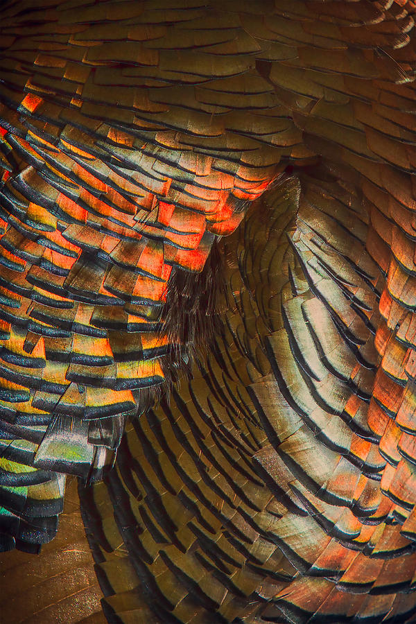Turkey Feather Abstract Photograph by John Haldane