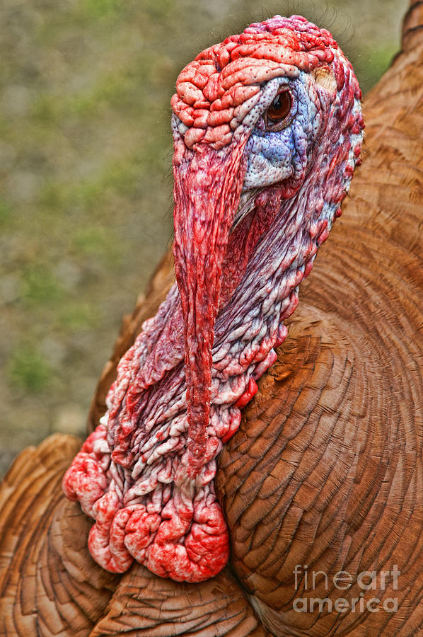 Turkey-Gobble Gobble Photograph by Dawn Harris