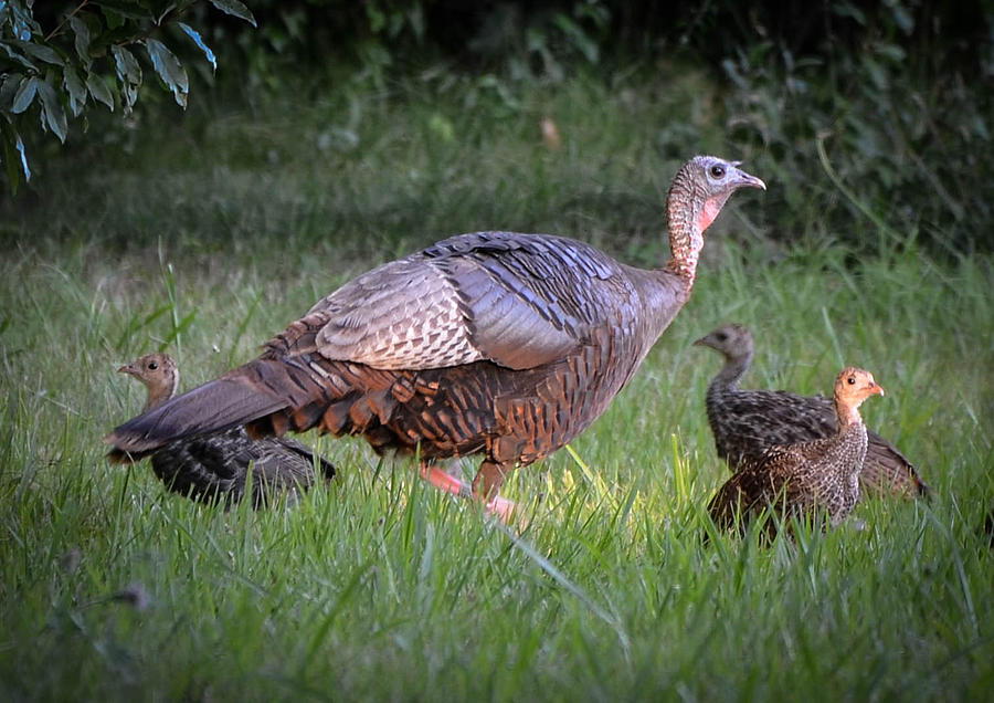 Turkey Hen And Chicks Photograph By Amy Porter Pixels