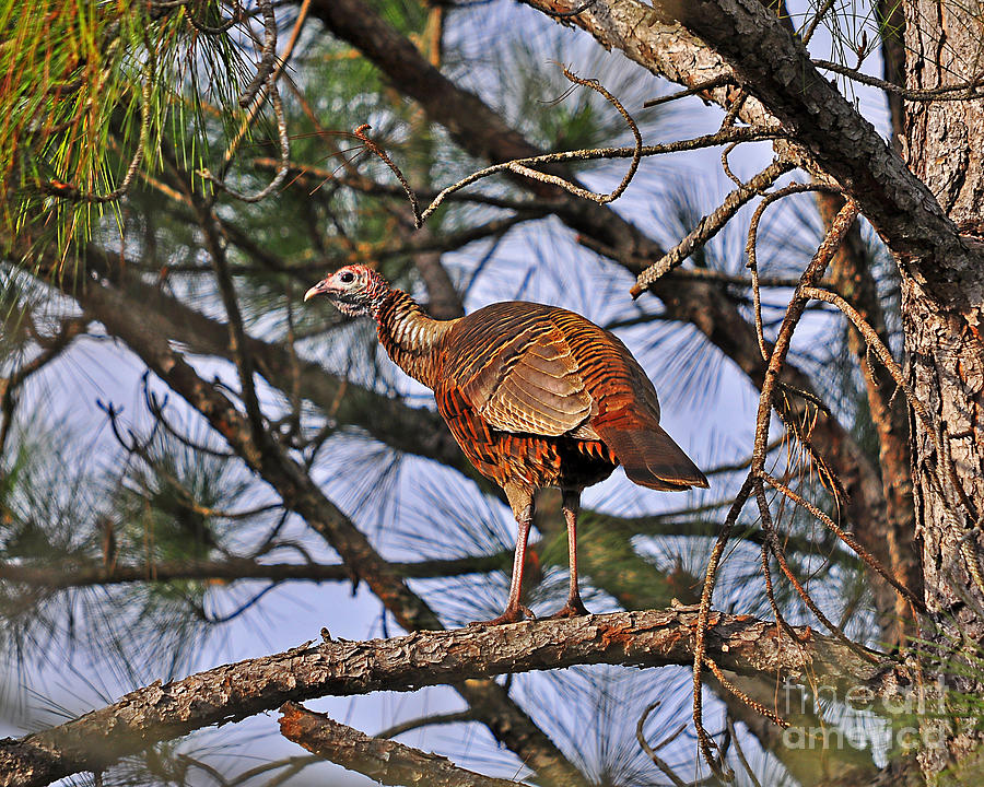Turkey in a Tree Photograph by Al Powell Photography USA