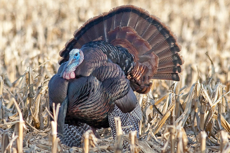 Turkey in Fitchburg Wisconsin Photograph by Natural Focal Point Photography