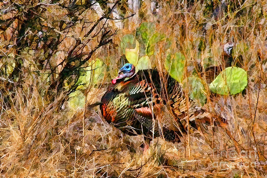 Turkey in the Straw Photograph by Gary Holmes